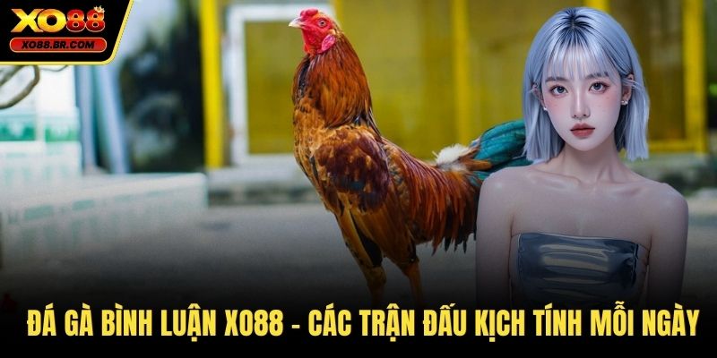 Đá gà bình luận