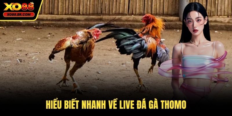 Hiểu biết nhanh về live đá gà thomo