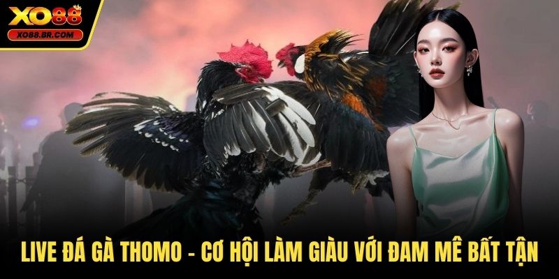 Live đá gà Thomo