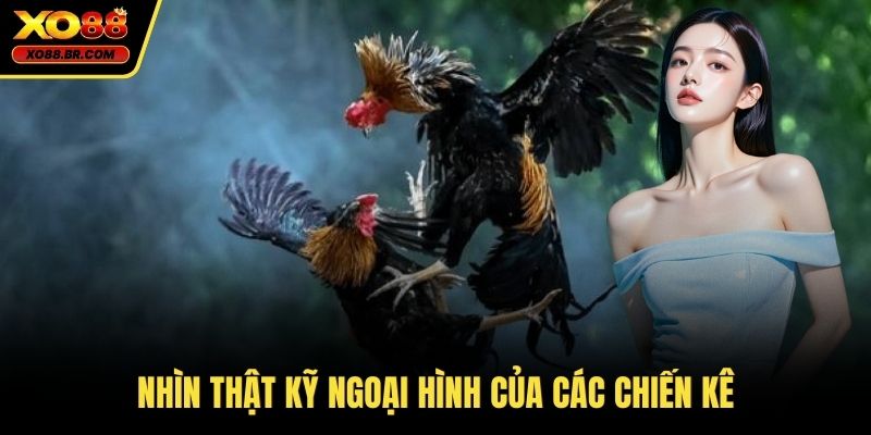 Nhìn thật kỹ ngoại hình của các chiến kê