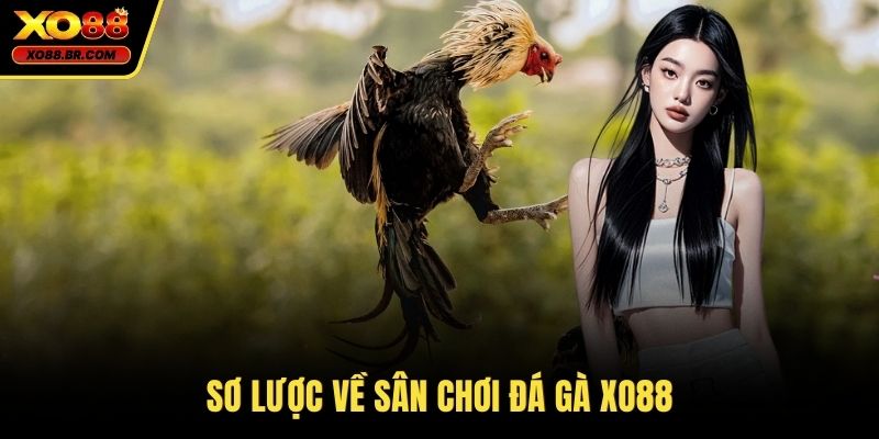 Sơ lược về sân chơi đá gà XO88