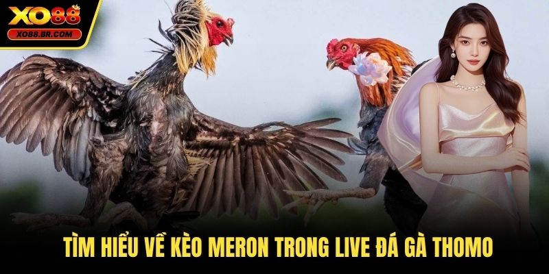Tìm hiểu về kèo Meron trong live đá gà thomo