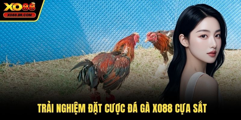 Trải nghiệm đặt cược đá gà XO88 cựa sắt